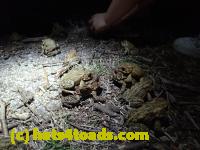 /home//u458753944/public_html/sourcegallery//////////////////////Roxborough Toad Detour/2013-2019/2017/P4110708.JPG